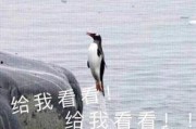 娱乐吃瓜君王鸥